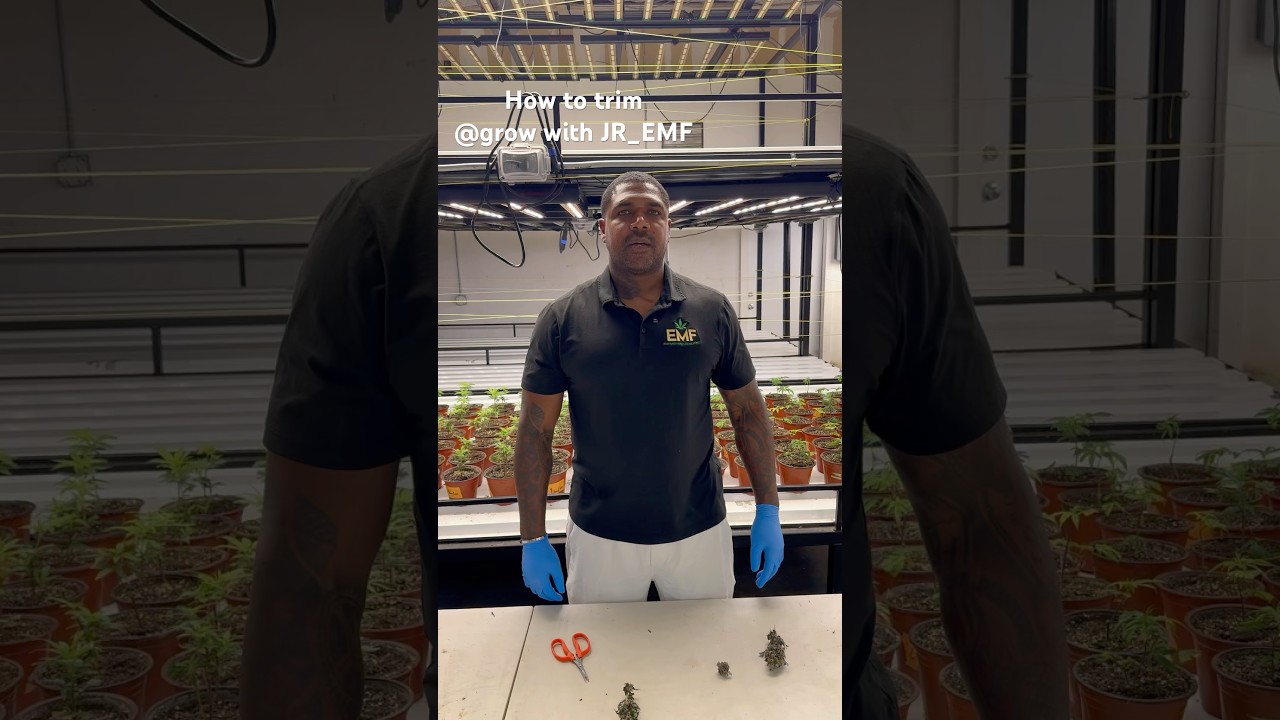 Как обрезать шишку @grow с помощью jr_emf #обрезка #шишка #выращивание #растения #вода #производи...
