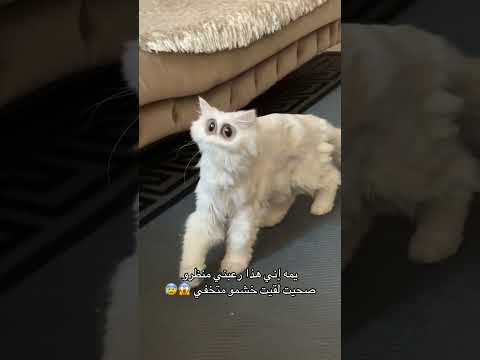 شوفو ليش هيك صار شكلو اختفى خشمو  اكسبلور