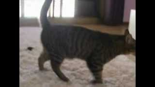 Corey The Cat Playing Fetch Part 1 @n1les