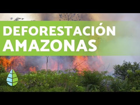 Video: ¿Por qué los madereros talan la selva tropical?