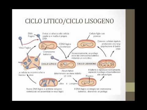 Video: Differenza Tra Fago Virulento E Temperato