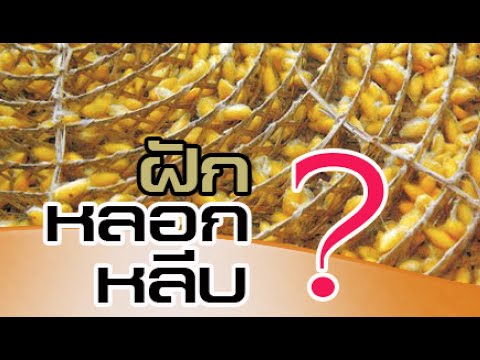 #ฝักหลอกหลีบ | เส้นไหม |ตัวบี้ |Silk|