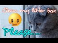 HOW TO REMOVE ODOR FROM CAT LITTER BOX 4k