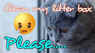 HOW TO REMOVE ODOR FROM CAT LITTER BOX 4k