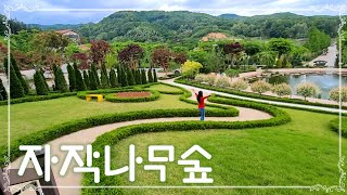 용인 자작나무숲