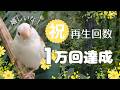 【1万回達成!】再生回数【ジュウシマツ】ありがとうございます♪YouTube運営のコツ! ペット動画 Society finch Bengalese Finch, bird