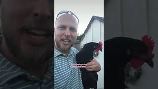 Why Are Black Australorps The Best Chickens To Raise?