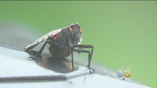Spotted Lanternfly Damaging Dozens Of Yards In Philadelphia