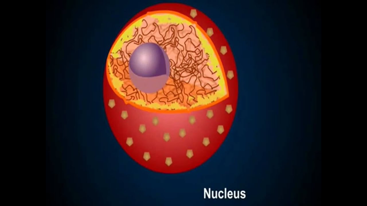 Apologia Biology Module 3 Questions and Study Guide Quizlet Flashcards by powerc