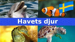 Havets Djur | Namn och Läten | Svenska | För Barn