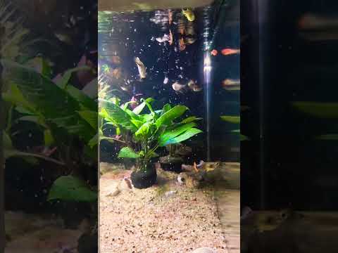 Tetra & Molly Fish in Aquarium | Colorful Freshwater Fish Tank 🐠 #aquariumlife #fishtank #ytshorts