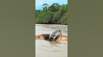 Thumbnail of we came across this monster just a few meters away #snake #anaconda #snakevideo #amazonia