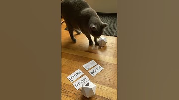 My cat puzzle feeder