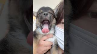 울 애기는 하품할때 소리내요 #똥개 #puppy #도그독 #시고르자브종 #cute #동물농장강아지 #강아지 #강아지일상 #animals #멍멍이 #멍팔맞팔