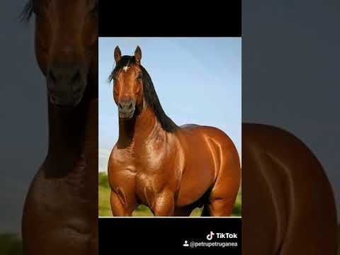 Video: Poate un cal să mănânce cu un guler de pătuț?