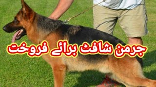 German Shepherd Dog Available For Sale In Pakistan | German Shepherd |