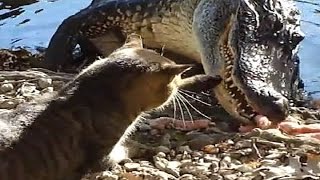 Какой боевой кот, просто класс! Крокодил спрятался от кота! Какой ужас! Какой боевой кот, просто класс! Крокодил спрятался от кота! Какой ужас!