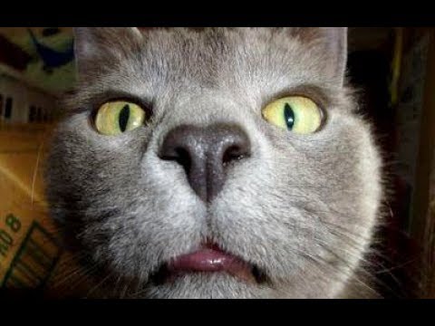 TRY NOT TO LAUGH at these awesome FAILS – Funny ANIMAL and HUMAN FAIL COMPILATION