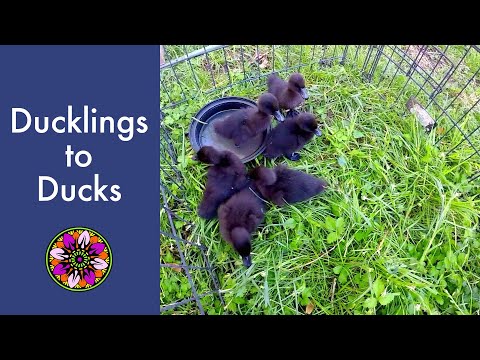 Ducklings to Ducks Lifecycle
