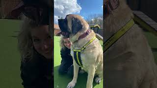 The largest and most dangerous mastiff dog zorba