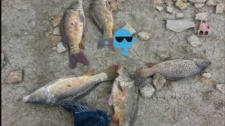 صيد السمك سد الدحموني ولاية تيارت
