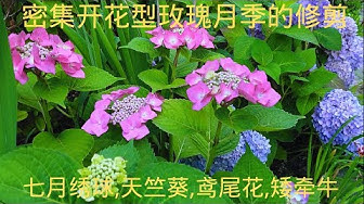 绣球 Youtube