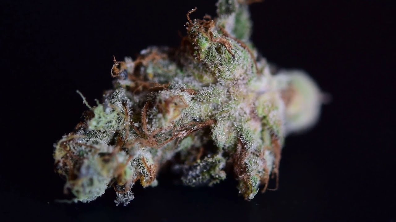 Mint Chocolate Chip Strain Review 2021