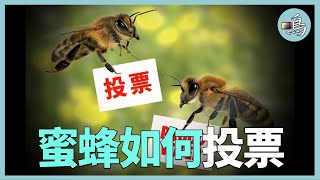 蜜蜂更講民主蜂群分家誰在做出決策人類能否借鑒 l Democracy of the bees