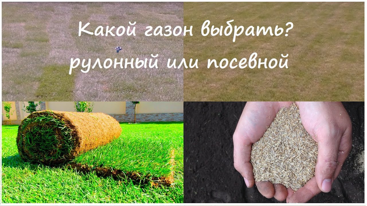 Рулонный или посевной? Какой газон выбрать?