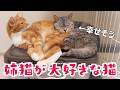 姉猫と一緒にいるのが大好きなのに逃げられてしまう猫。