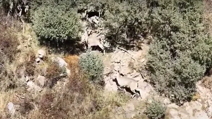 Markhor jumping and running on mountains 💖❤️💞💖#markhor #mountain