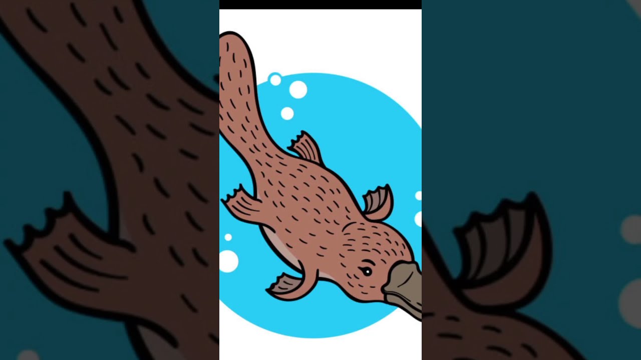 Platypus 
