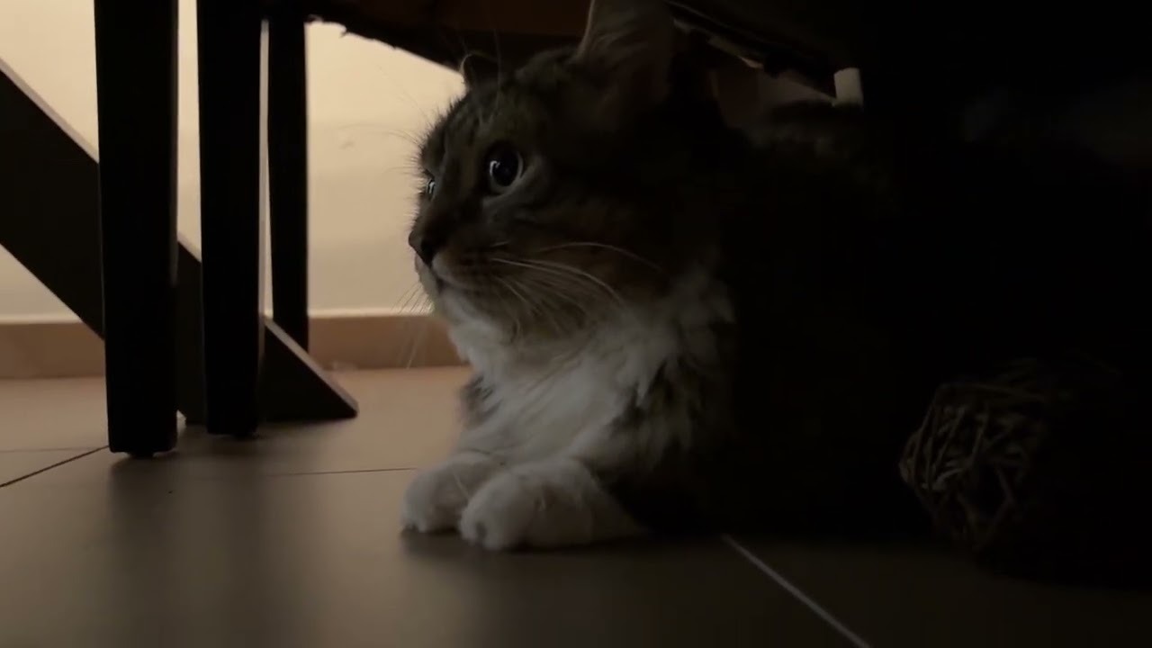 mon nouveau chat m'a attaqué