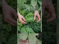 🥬 Чем полезна капуста кейл