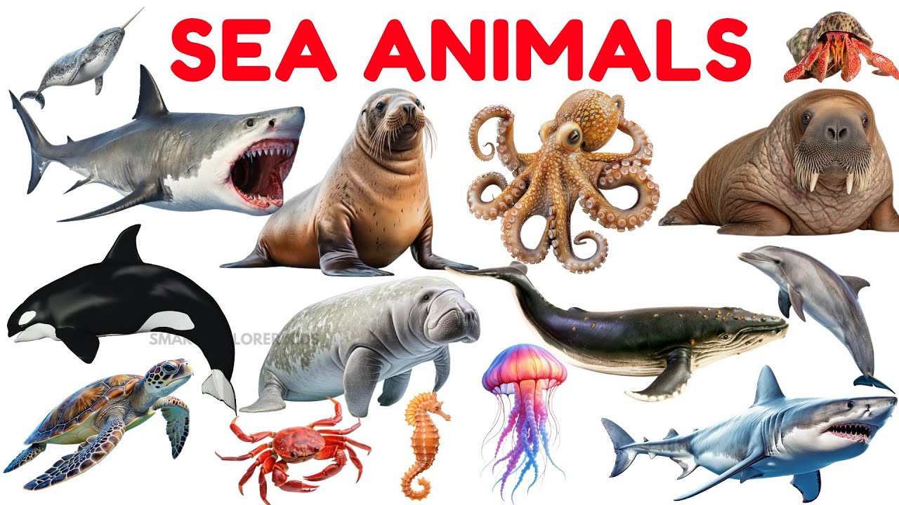 Морские животные для детей 🐬 | STEM-образование и морская лексика для дошкольников