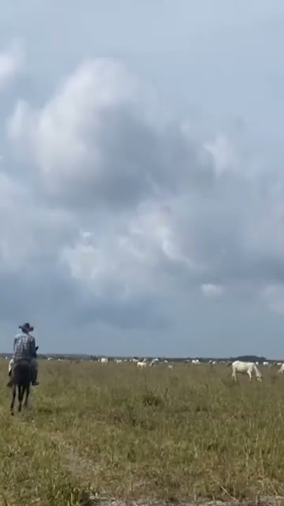 Download lagu #sapi #cahangon