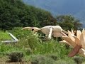 歯車機巧樹 -蜂鳥- 2016 The Clockwork Tree - Hummingbird 