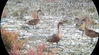 BERBURU BURUNG BELIBIS DI MARKAS BERLIBIS