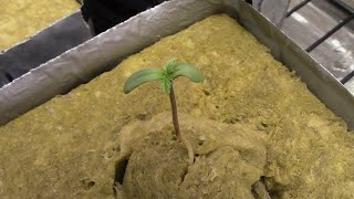 S21:E1 autoflower cannabis GROW COURSE SEASON