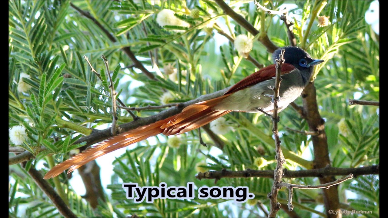 African Paradise Flycatcher vocalisations