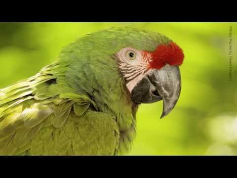 Video: Palm Cockatoo