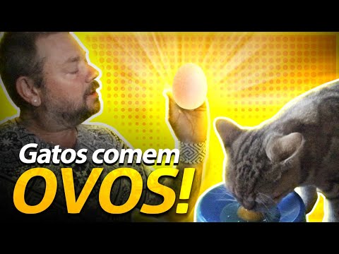 Vídeo: Os Gatos Podem Comer Ovos? Ovos Mexidos Ou Crus São Bons Para Gatos?