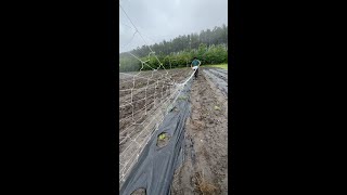 Trellis for bitter melon or bittergourd and other climbing plants