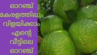 വീട്ടിലെ ഓറഞ്ച് കൃഷി .. 2 വർഷമായ തൈയ്യിൽ , 100ൽ അതികം ഓറഞ്ച്