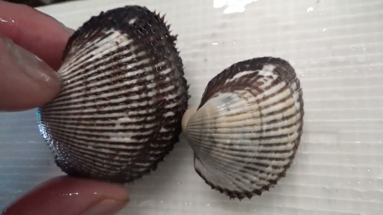 二枚貝のサルボウと赤貝はそっくり。共に食用なりますが、石鯛釣りエサ