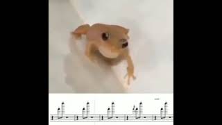 Frog music notes
