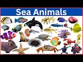 Sea animals name  learn all ocean animal names