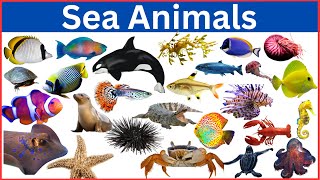 Sea Animals Name || Learn All Ocean Animal Names by InfoZillien 151,467 views 2 weeks ago 17 minutes