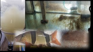 Captive breeding of clown loach / botia payaso / prachtschmerle (Chromobotia macracanthus)