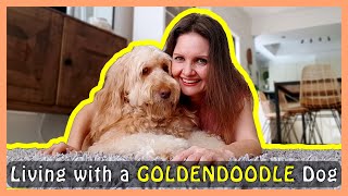 LIVING WITH A GOLDENDOODLE (owners will UNDERSTAND these 4 things 😉)